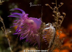 let's rock... 
Flabellina affinis + Cratena peregrina by Claudia Weber-Gebert 